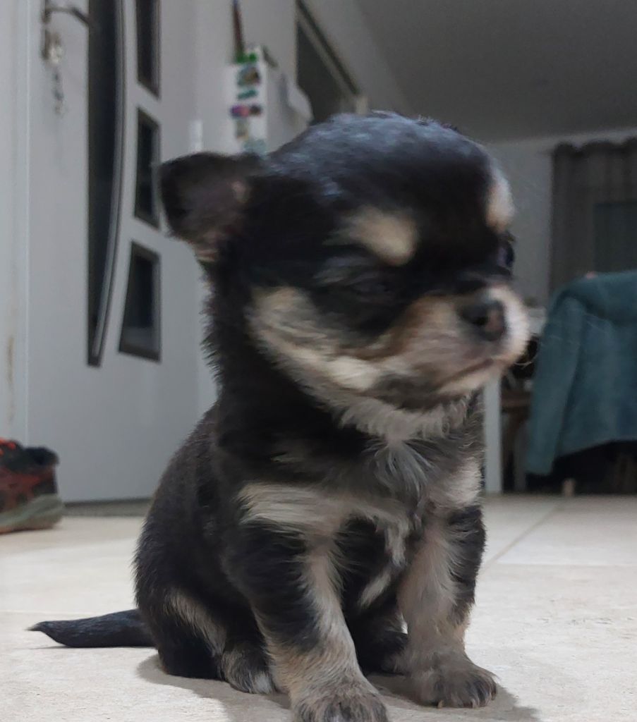 Des Gardiens De Cendrillon - Chiot disponible  - Chihuahua