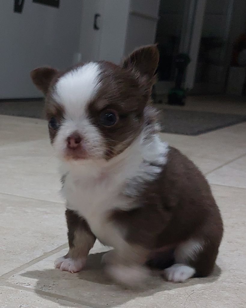 Des Gardiens De Cendrillon - Chiot disponible  - Chihuahua