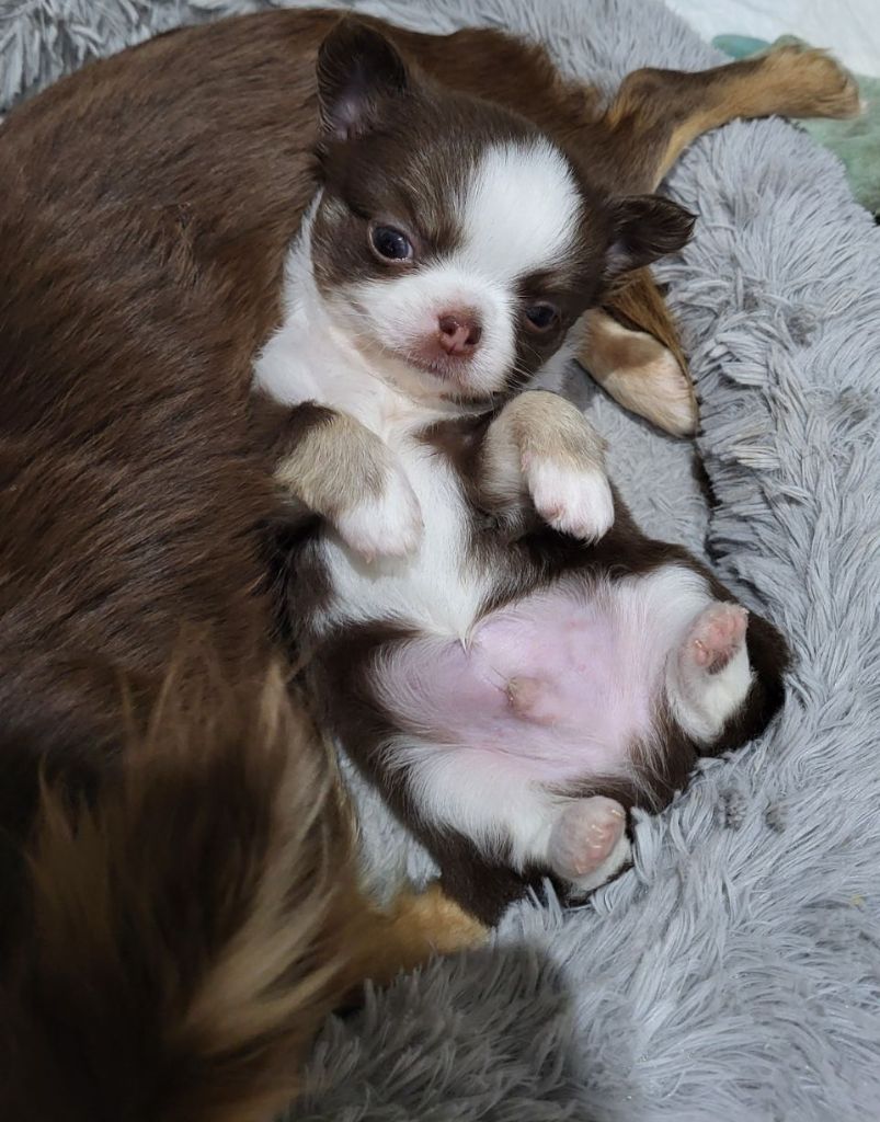 Des Gardiens De Cendrillon - Chiot disponible  - Chihuahua