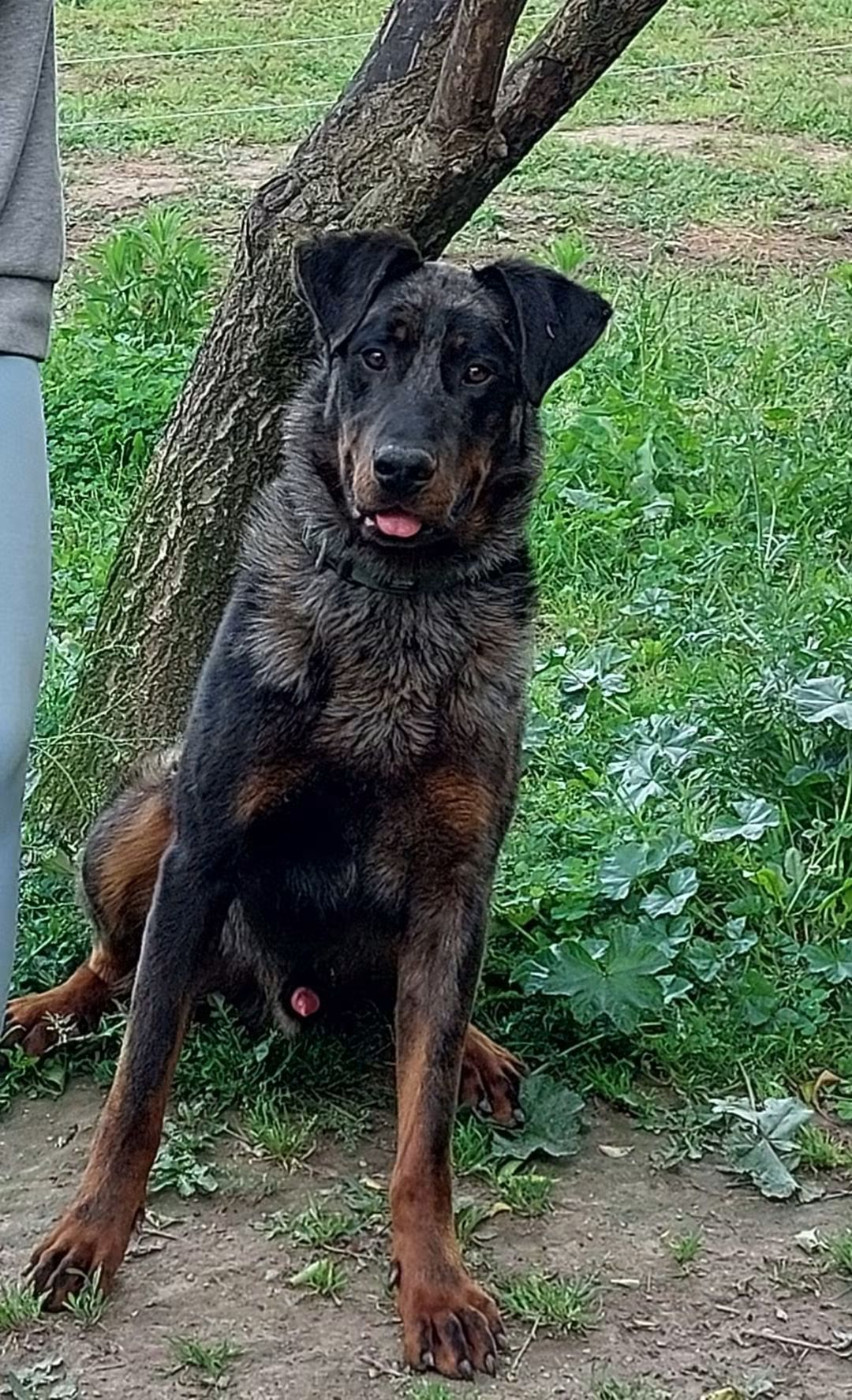 Ucky (Guépard) Du Haras Du Cheval Blanc