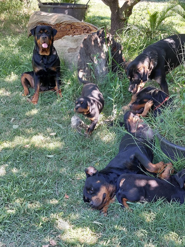 Les bbs de USTAR sont disponibles 3 males disponibles 