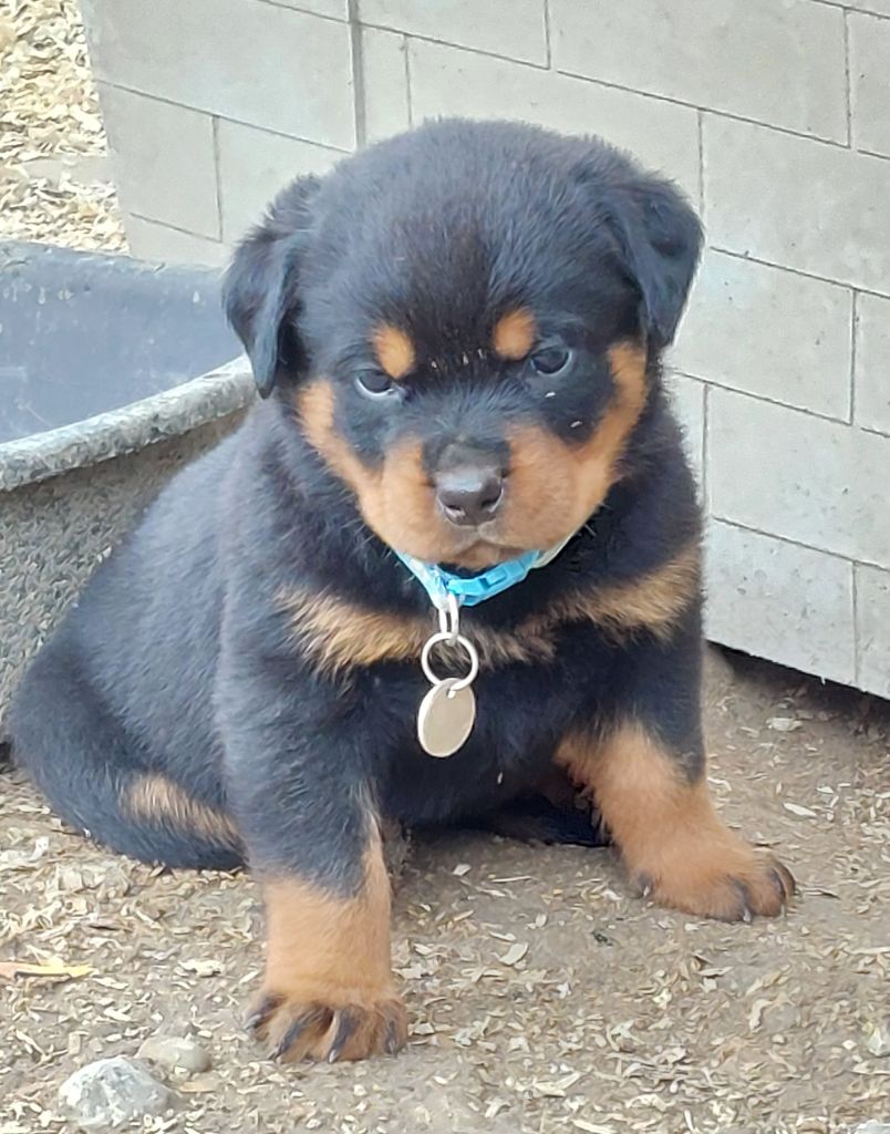 Des Gardiens De Cendrillon - Chiots disponibles - Rottweiler
