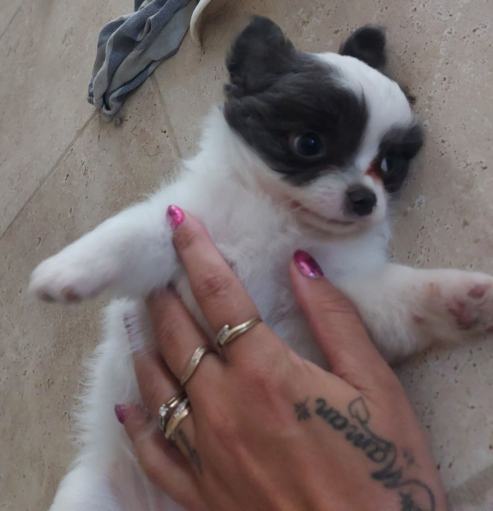 Des Gardiens De Cendrillon - Chiots disponibles - Chihuahua
