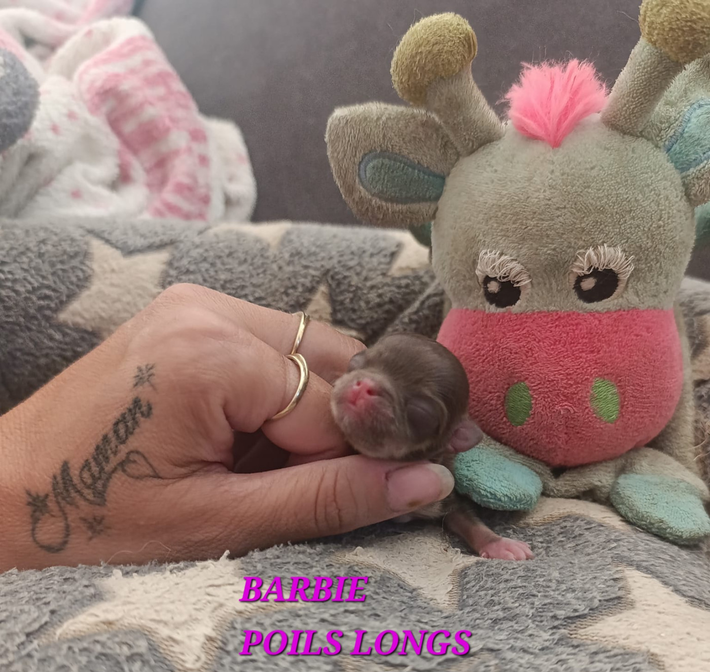 Des Gardiens De Cendrillon - Chiots disponibles - Chihuahua