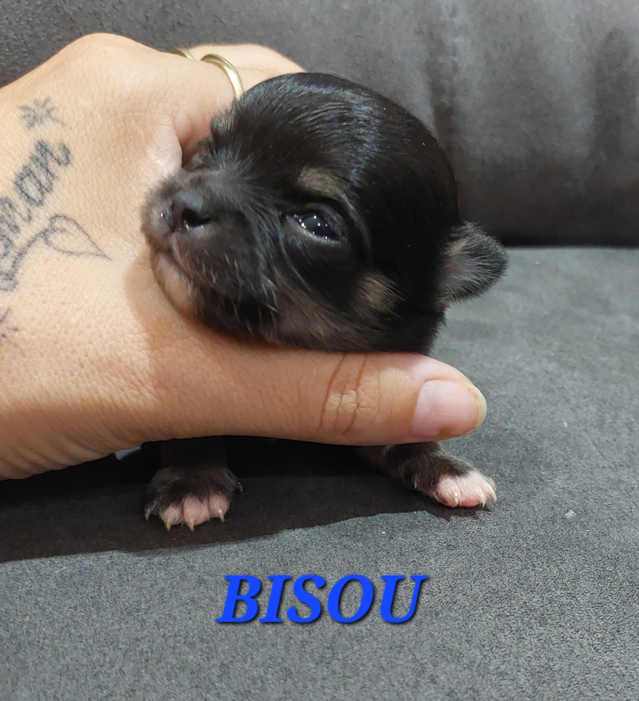Des Gardiens De Cendrillon - Chiots disponibles - Chihuahua
