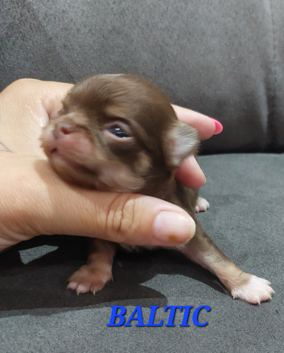 Des Gardiens De Cendrillon - Chiots disponibles - Chihuahua