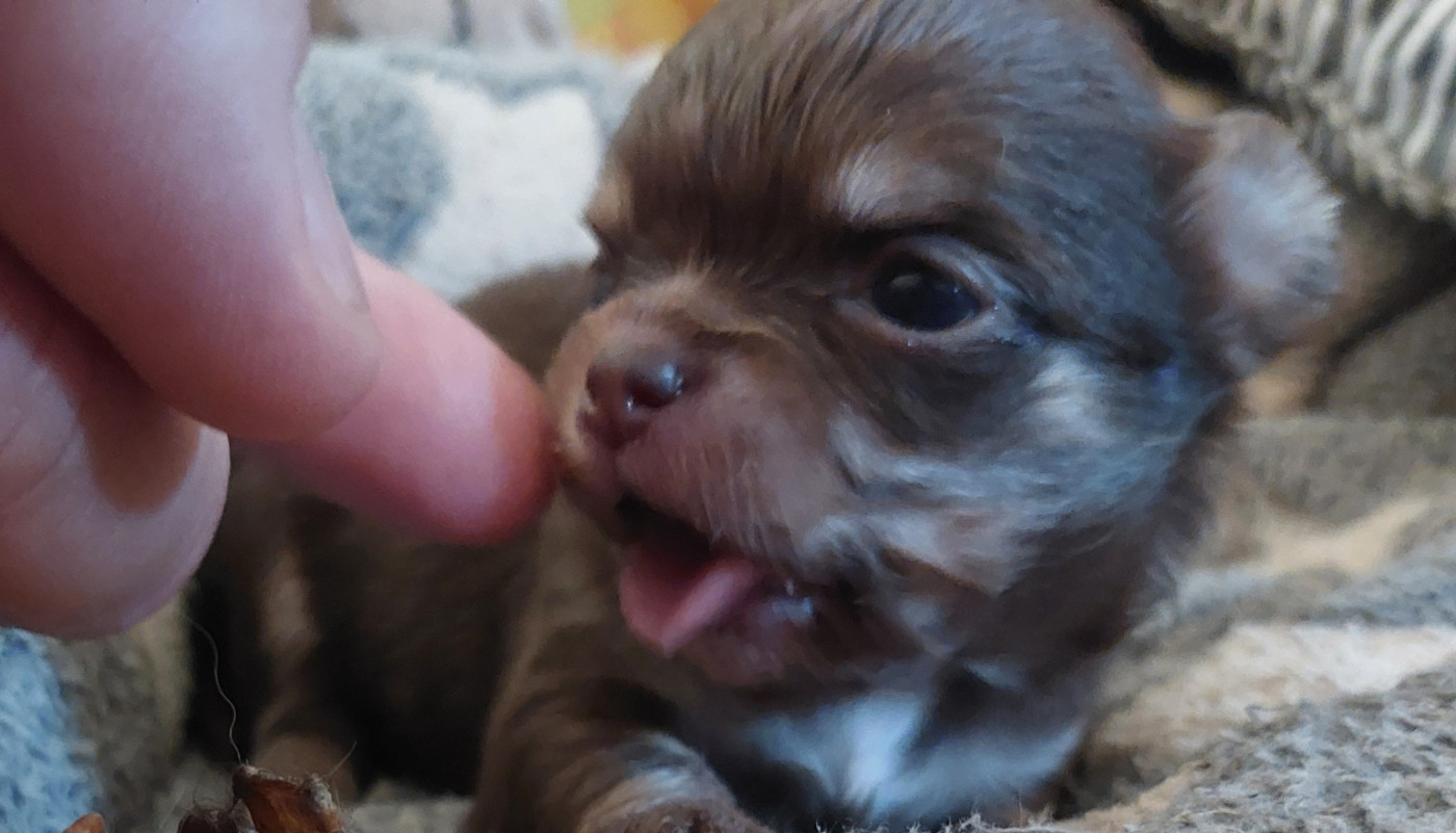 Des Gardiens De Cendrillon - Chiots disponibles - Chihuahua