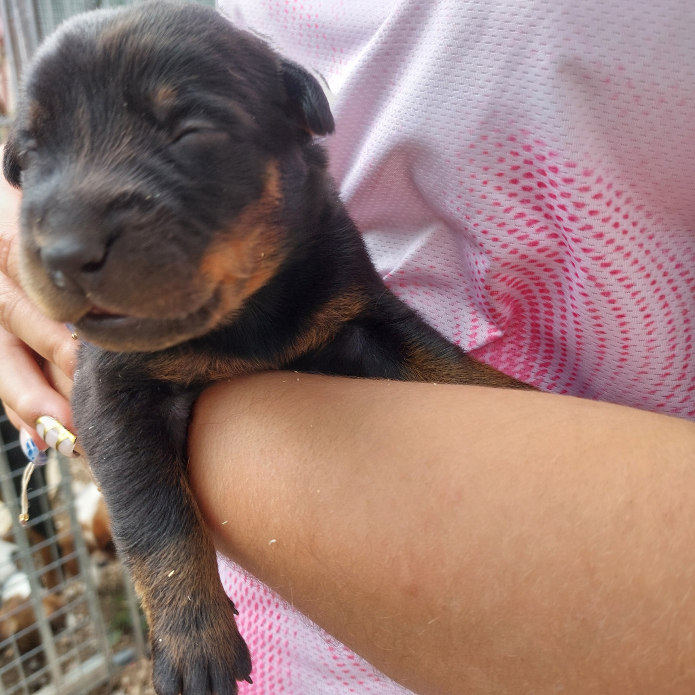 Des Gardiens De Cendrillon - Chiots disponibles - Berger de Beauce
