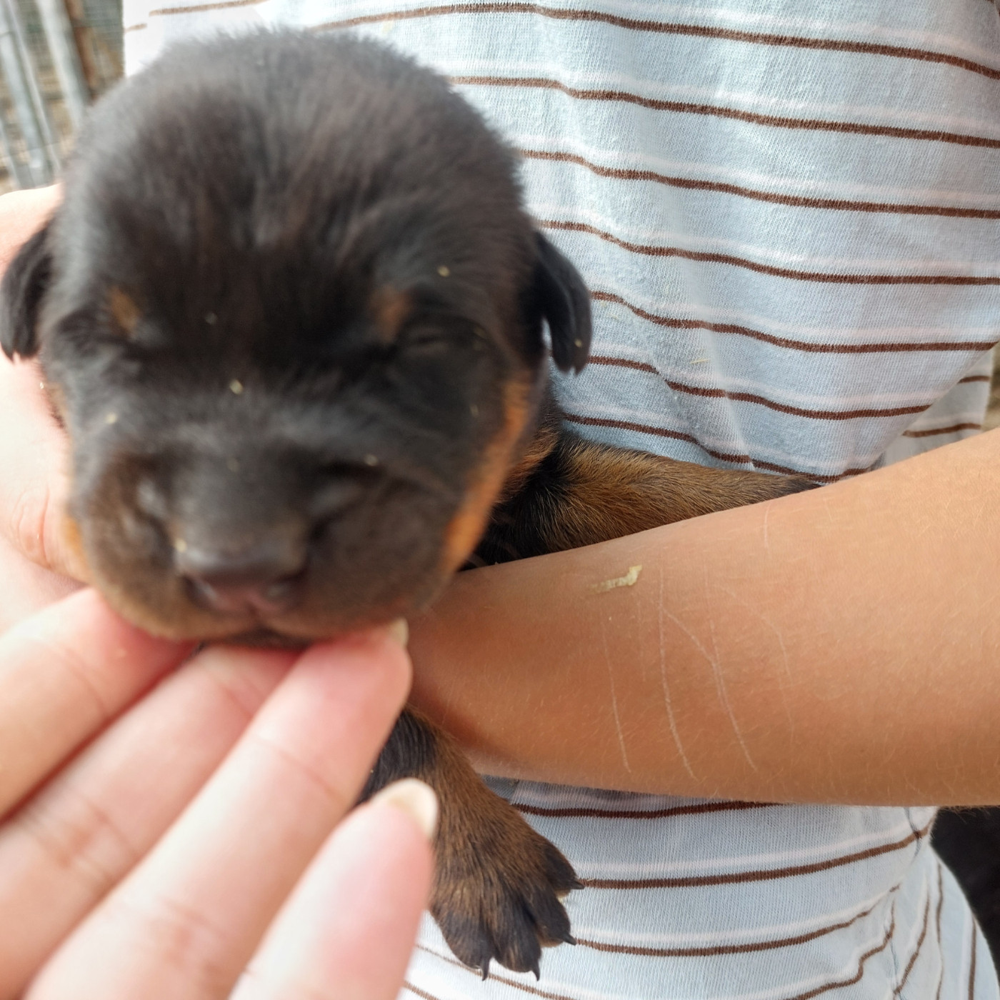 Des Gardiens De Cendrillon - Chiots disponibles - Berger de Beauce