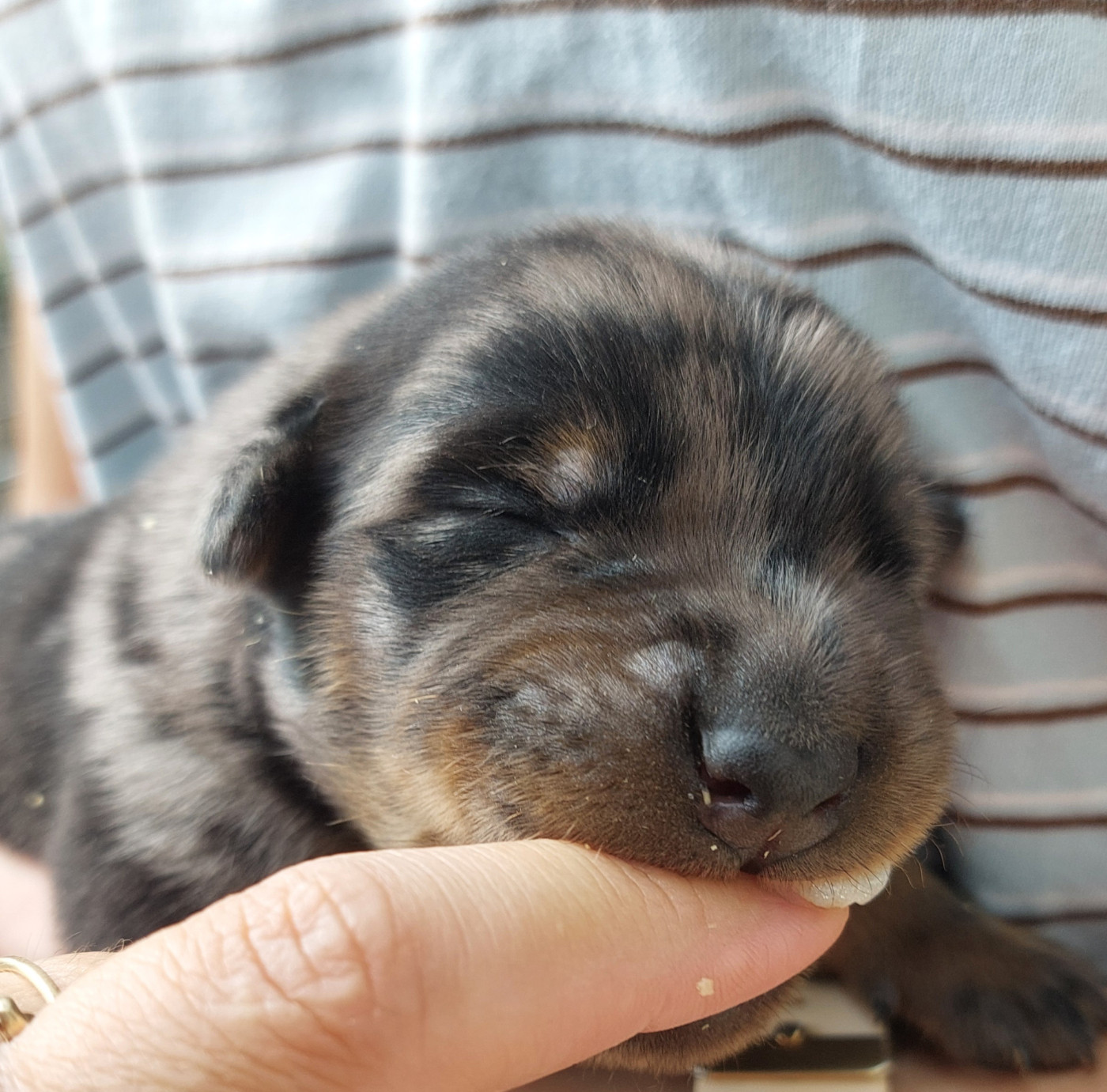 Des Gardiens De Cendrillon - Chiots disponibles - Berger de Beauce