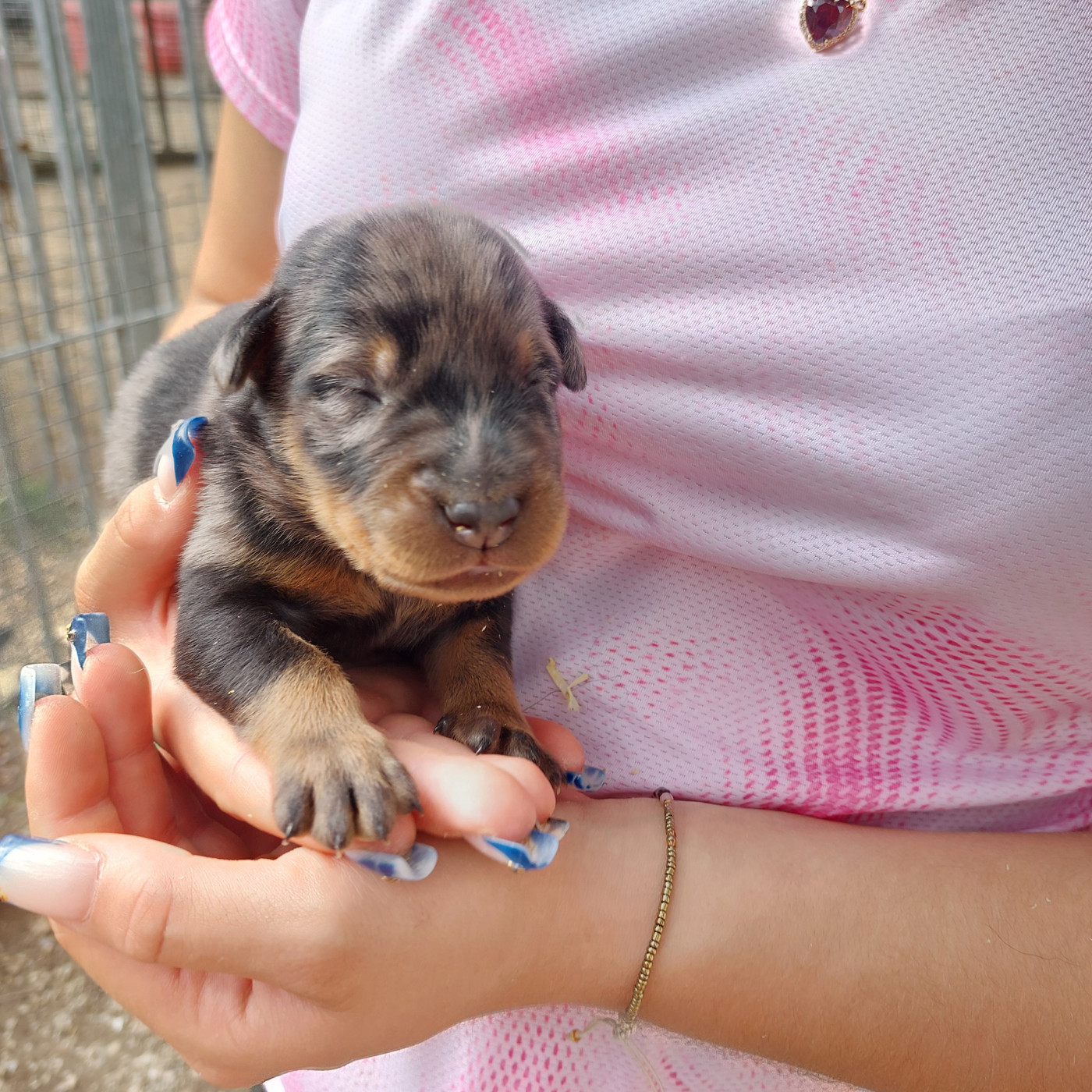 Des Gardiens De Cendrillon - Chiots disponibles - Berger de Beauce