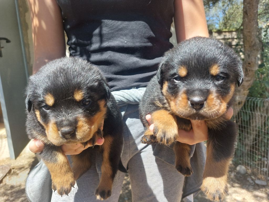 Des Gardiens De Cendrillon - Chiots disponibles - Rottweiler