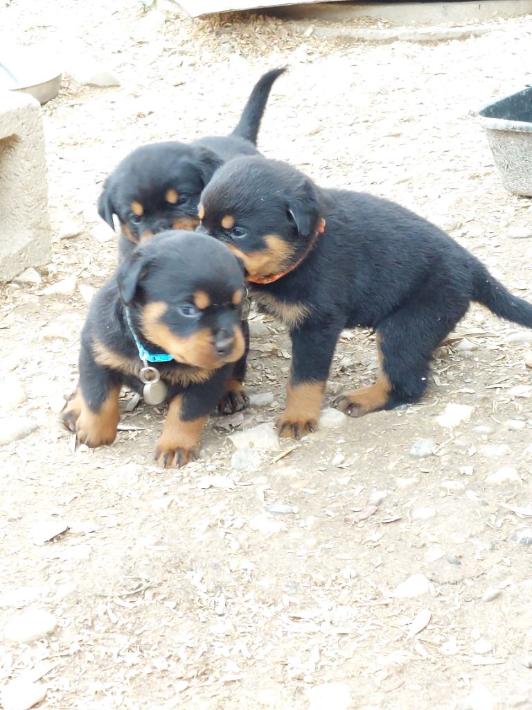 Des Gardiens De Cendrillon - Chiots disponibles - Rottweiler