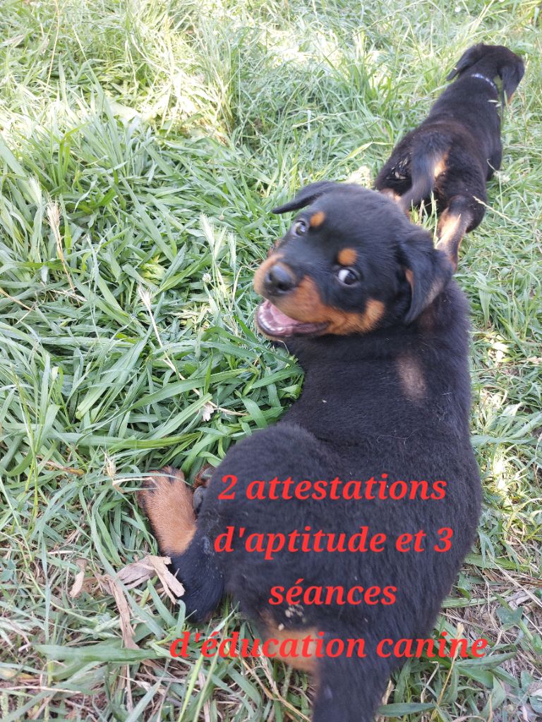 Des Gardiens De Cendrillon - Chiots disponibles - Rottweiler