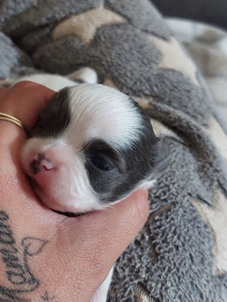 Des Gardiens De Cendrillon - Chiots disponibles - Chihuahua