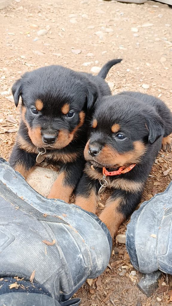 Des Gardiens De Cendrillon - Chiots disponibles - Rottweiler