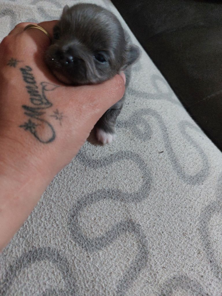 Des Gardiens De Cendrillon - Chiots disponibles - Chihuahua