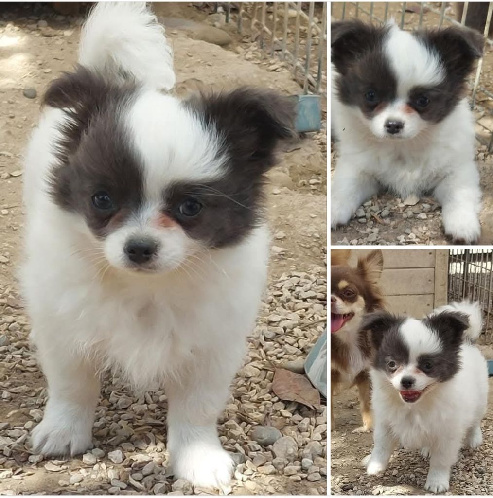 Des Gardiens De Cendrillon - Chiots disponibles - Chihuahua