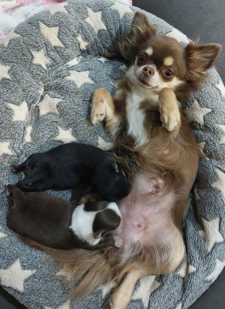 Chiot Chihuahua Des Gardiens De Cendrillon