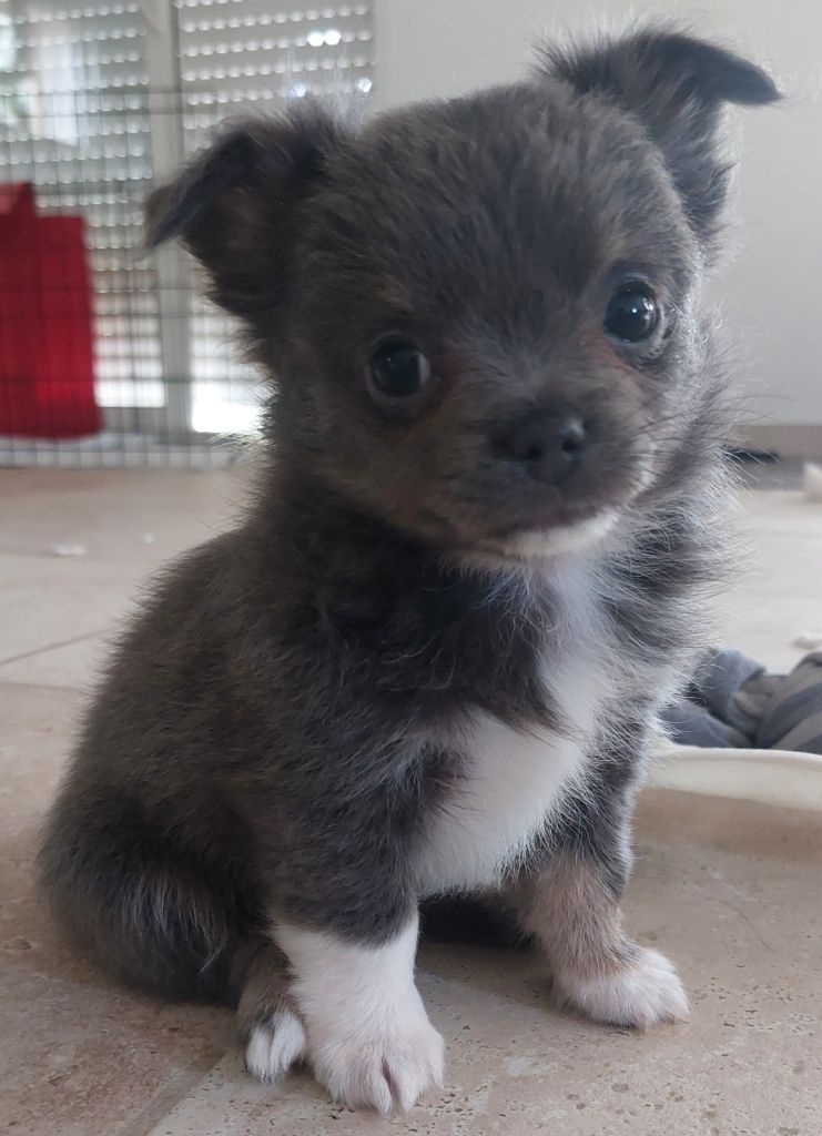 Des Gardiens De Cendrillon - Chiots disponibles - Chihuahua