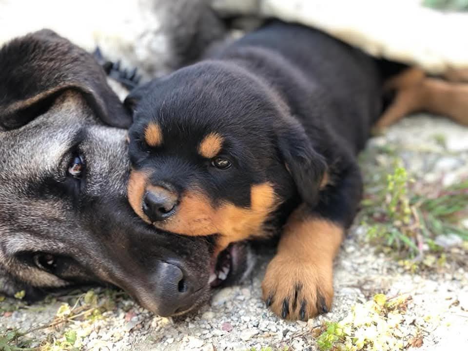 Chiot Rottweiler Des Gardiens De Cendrillon