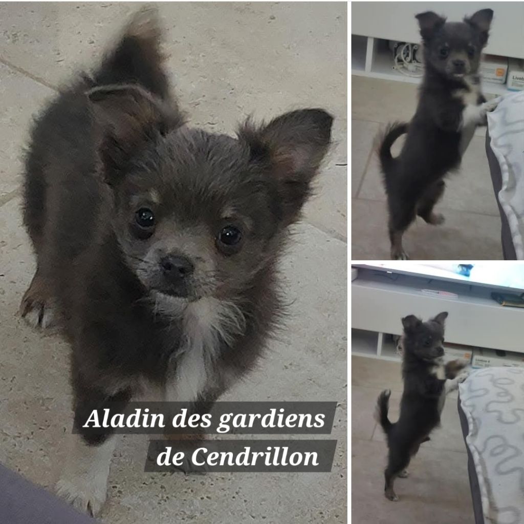 Des Gardiens De Cendrillon - Chiots disponibles - Chihuahua