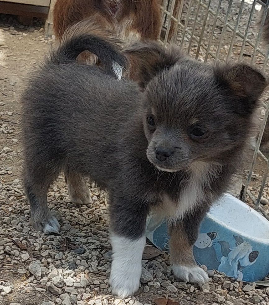 Des Gardiens De Cendrillon - Chiots disponibles - Chihuahua