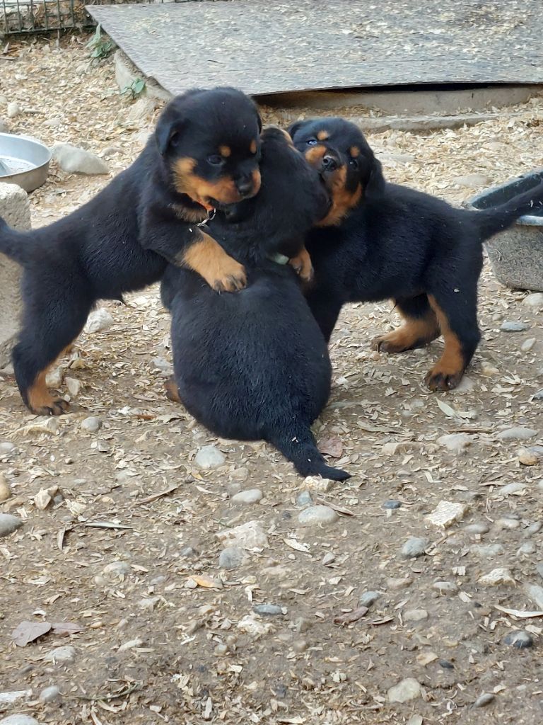 Des Gardiens De Cendrillon - Chiots disponibles - Rottweiler
