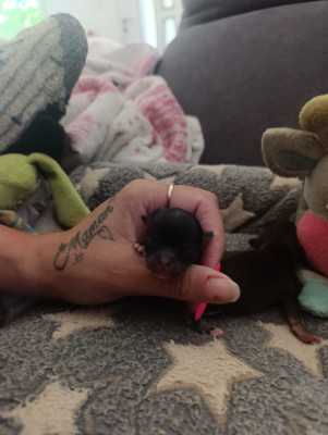Bisou