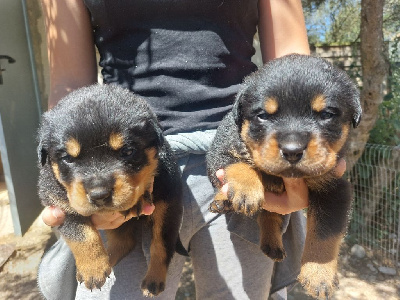 CHIOT 3