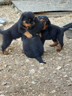 Akila