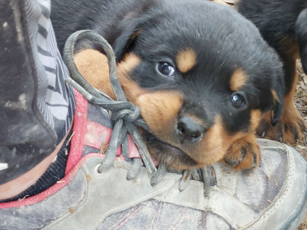 Des Gardiens De Cendrillon - Chiots disponibles - Rottweiler