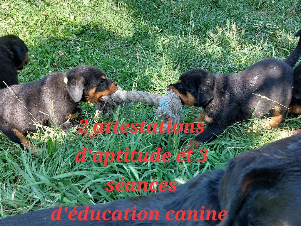 Des Gardiens De Cendrillon - Chiots disponibles - Rottweiler