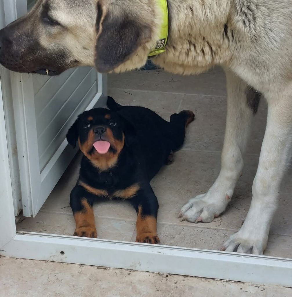 Des Gardiens De Cendrillon - Chiots disponibles - Rottweiler