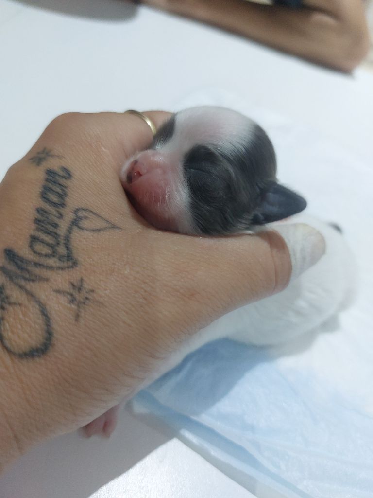 Chiot Chihuahua Des Gardiens De Cendrillon