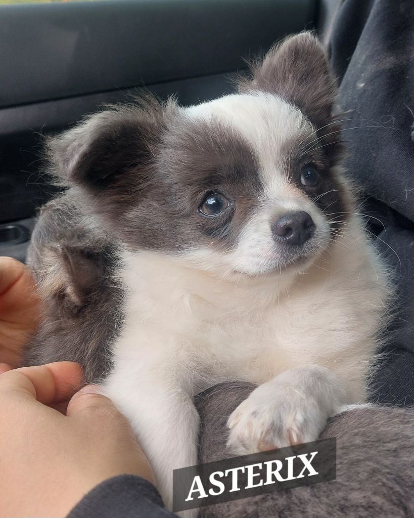 Des Gardiens De Cendrillon - Chiots disponibles - Chihuahua